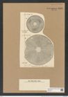 Actinoptychus geminus A. Schm. (de-Toni-Nr.: Genus 227, Species 5605) Zeichnungen Sammlung Grunow Nr. 9494 (NHMW-BOT-W0379473)